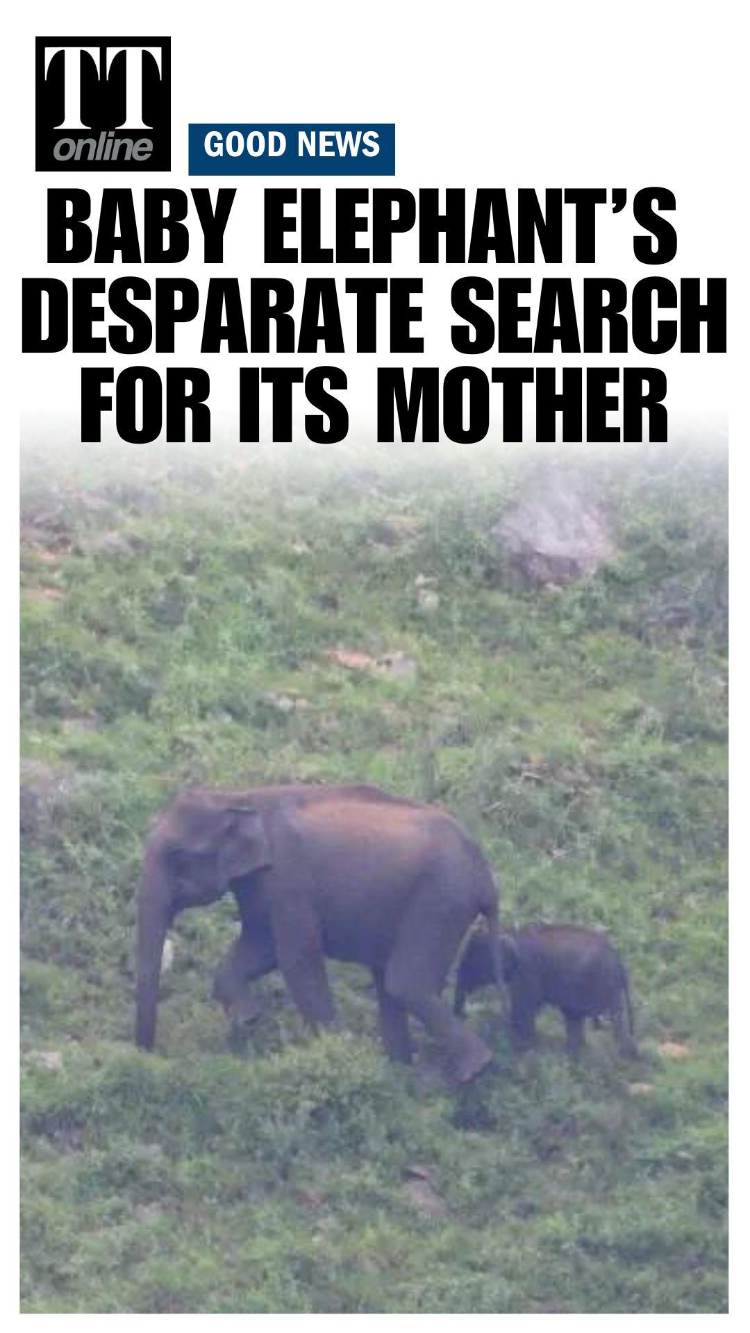 Watch | Baby Elephant Re-Unites with Its Mother after 27 Hours!