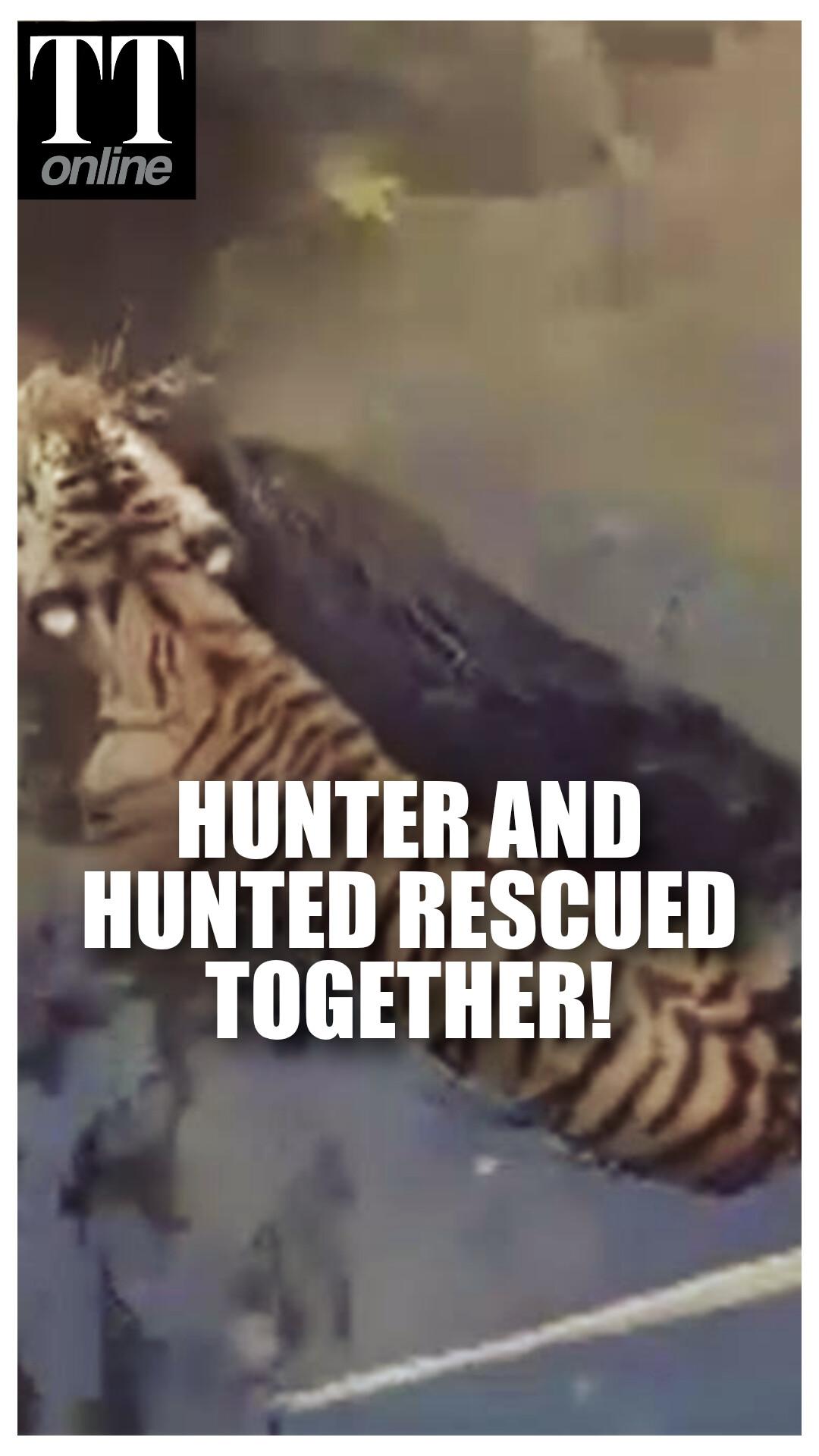 Tigress and Wild Boar Fall into Well During Chase, Predator and Prey Are Rescued Together!