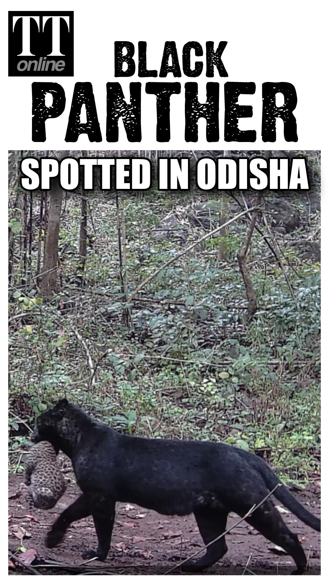 Black Panther Spotted With Cub in Odisha Forest — Not the First Sighting in the State